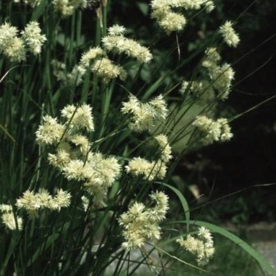 Luzula nivea  Luzula nivea