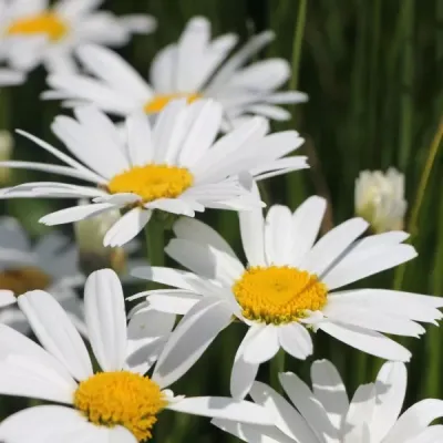 Leucanthemum maximum Snow lady