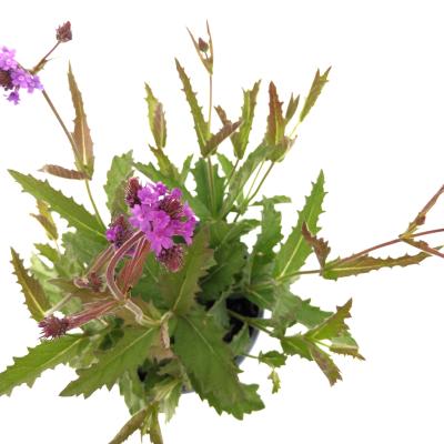 Verbena rigida Venosa