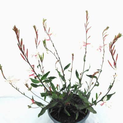 Gaura lindheimeri wit - blanc