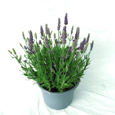 Lavandula angustifolia Spear Blue