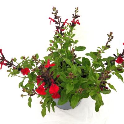 Salvia microphylla Red