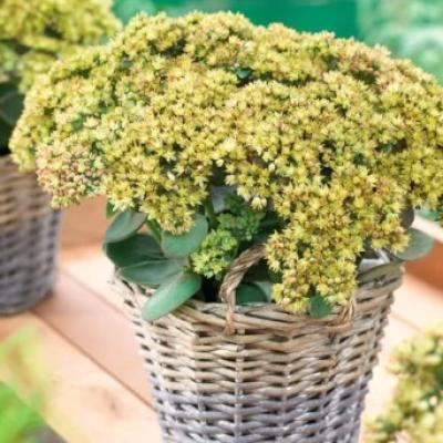 Sedum telephium Seduction Yellow Delicat