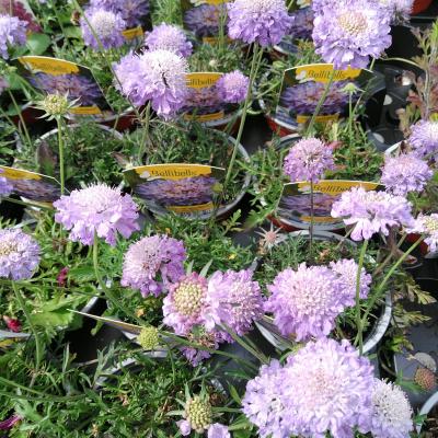 Scabiosa columbaria Blue Note