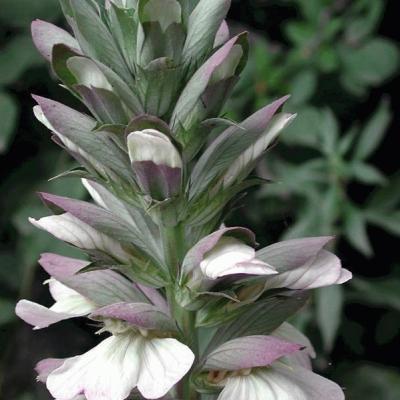 Acanthus mollis 