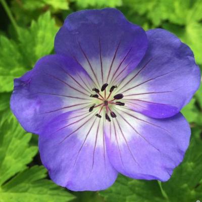 Geranium Azure Rush 