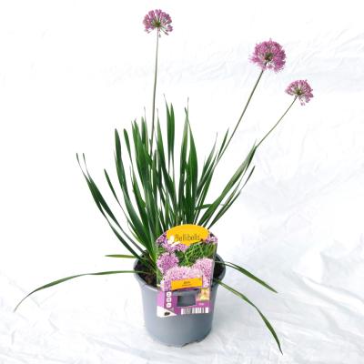Allium Millenium' 