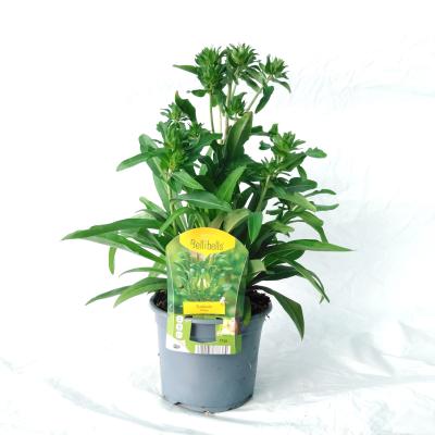 Stokesia 'Divinity White' 