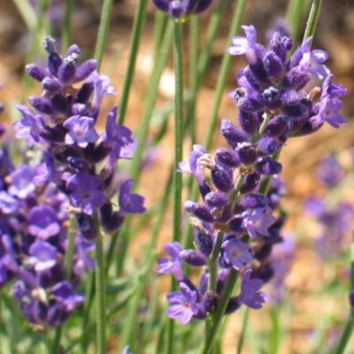 Lavandula angustifolia Hidcote