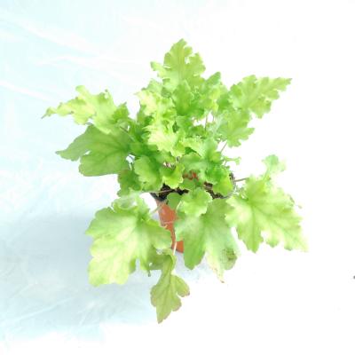 Heuchera hybride Lime Marmalade