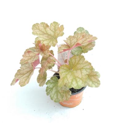 Heuchera hybride Ginger Ale