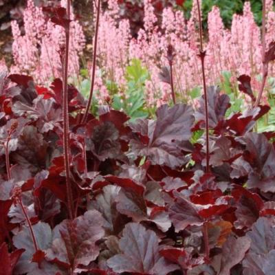 Heuchera hybride Obsidian