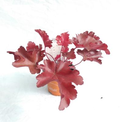 Heuchera hybride Cherry Truffels