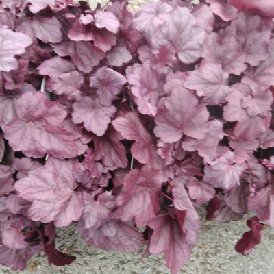 Heuchera hybride 'Pink Panther'