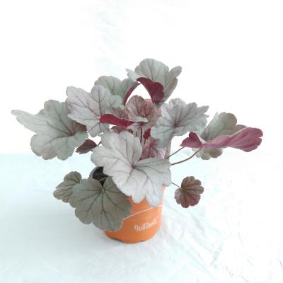 Heuchera hybride Silver Gumdrop