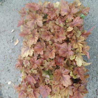 Heucherella hybride Hopscotch
