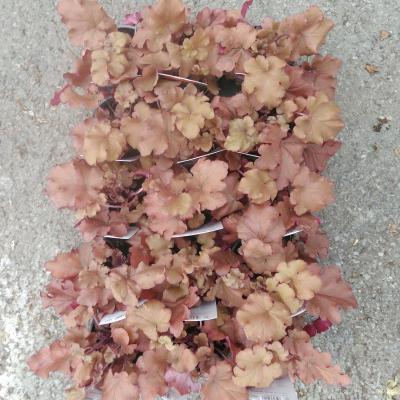 Heuchera hybride Boysenberry Heuchera hybride Boysenberry