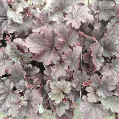 Heuchera hybride Grape Timeless Heuchera hybride Grape Timeless