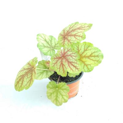 Heuchera hybride Red Lightning