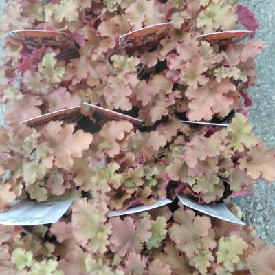 Heuchera hybride Gojiberry Heuchera hybride Gojiberry