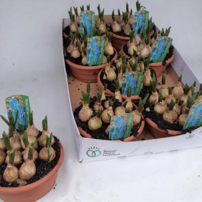 Muscari arm. 'Magic Blue' - PROMO
