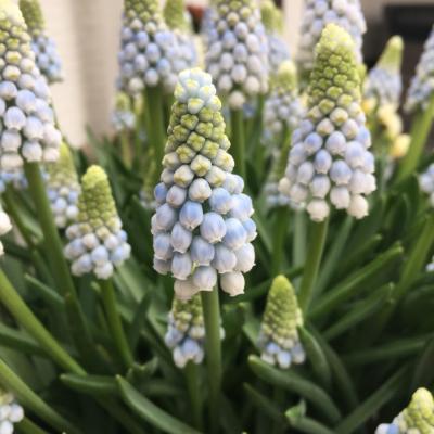 Muscari 'Manon' + etiket