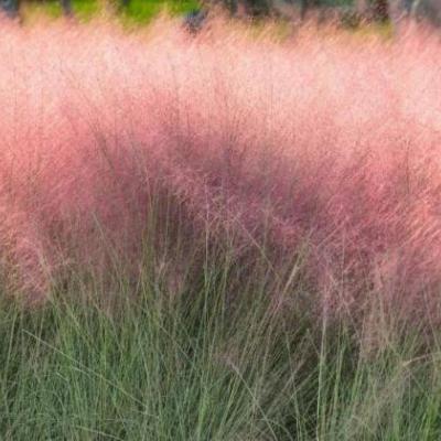 Muhlenbergia capillaris