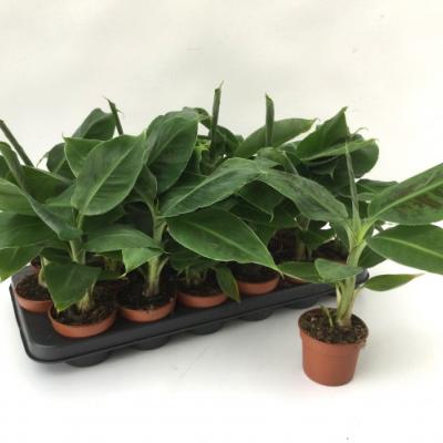 Musa 'Tropicana' 