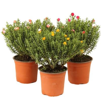 Myrtus communis met bloemen