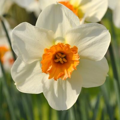 Narcis Brennet Browning