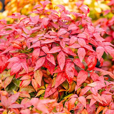 Nandina dom. 'Blush Pink'