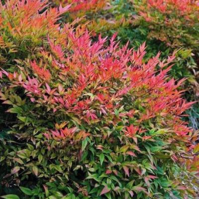 Nandina dom. 'Gulfstream'