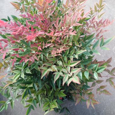 Nandina dom. 'Obsessed'