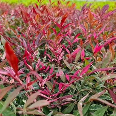 Nandina dom. 'Red Light'®