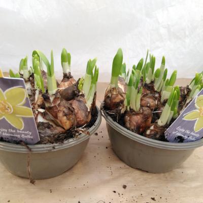 Narcissus 'Tete a tete' in gele schaal