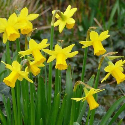 Narcis Tete a Tete