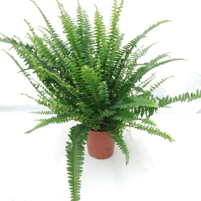 Nephrolepis exal. 'Green Lady' - Air So Pure