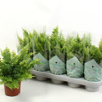 Nephrolepis exal. 'Green Moment'