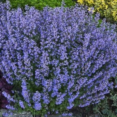 Nepeta faassenii 'Purrsian Blue'