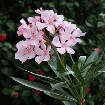 Nerium oleander - Laurier rose