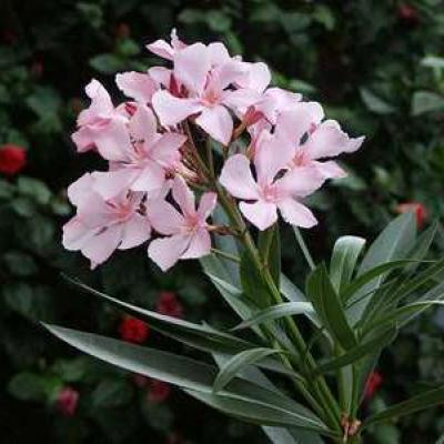 Nerium oleander  P 25