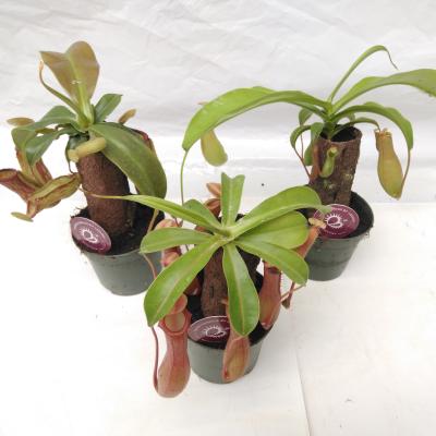 Nepenthes Sur Tige