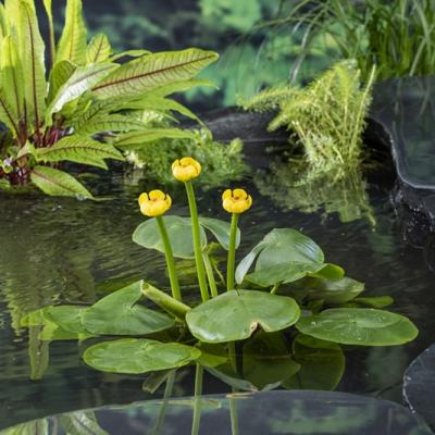 Nuphar lutea