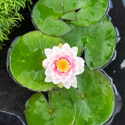 Nymphaea 'Madame Wilfron Gonnère'