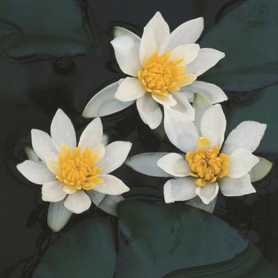 Nymphaea 'Pygmaea Alba'