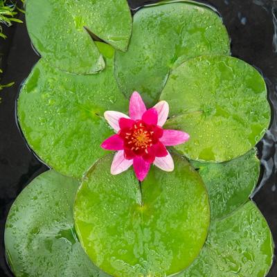 Nymphaea 'Pygmaea Rubra'