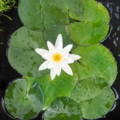 Nymphaea 'Tetragona'