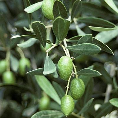 Olea europaea  - stam 40/50