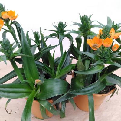 Ornithogalum dubium 'African Breeze'