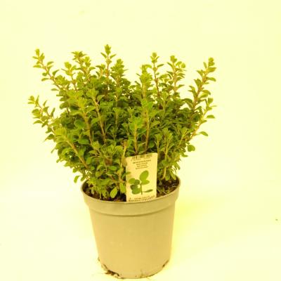 ORIGANUM MAJORANA P14